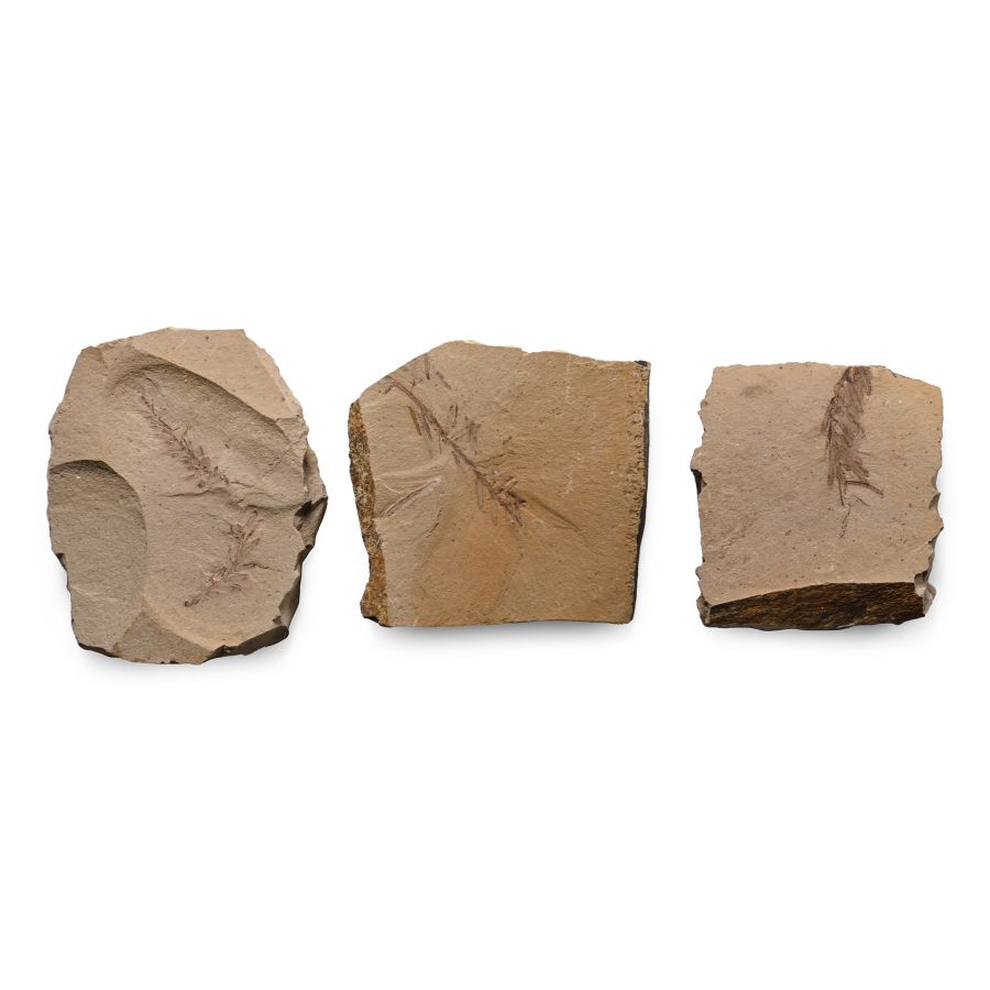 Fossil Metasequoia Fern Group