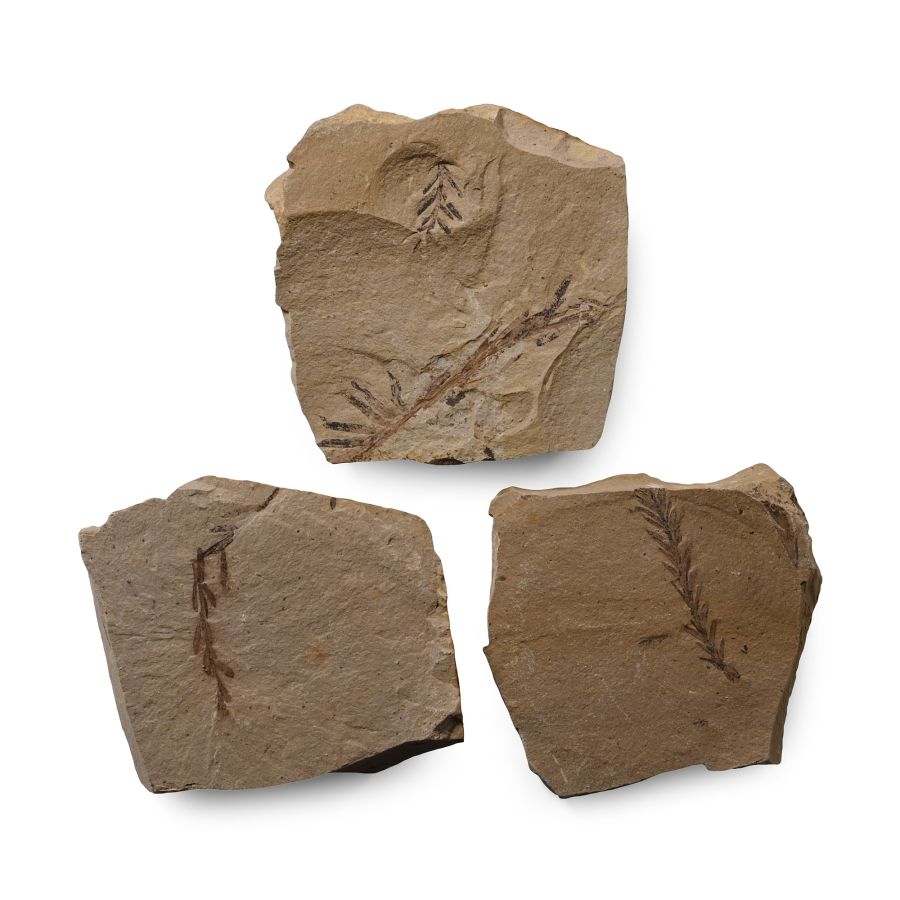 Fossil Metasequoia Fern Group