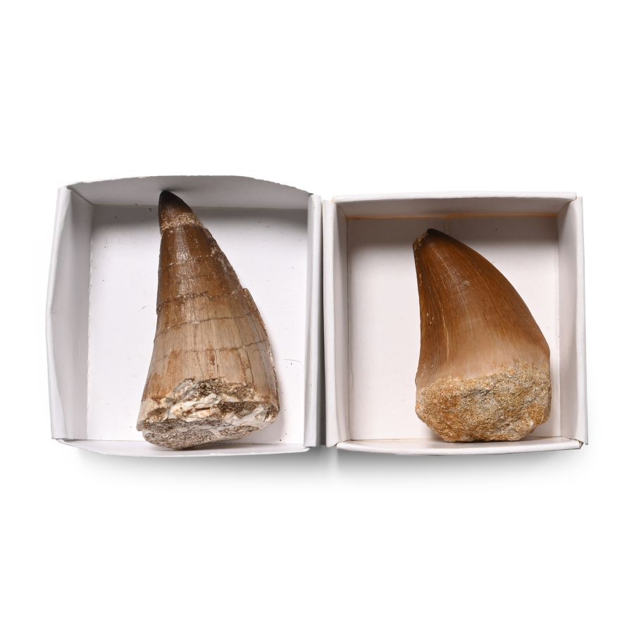 Mosasaur 'Marine Dinosaur' Fossil Tooth Group