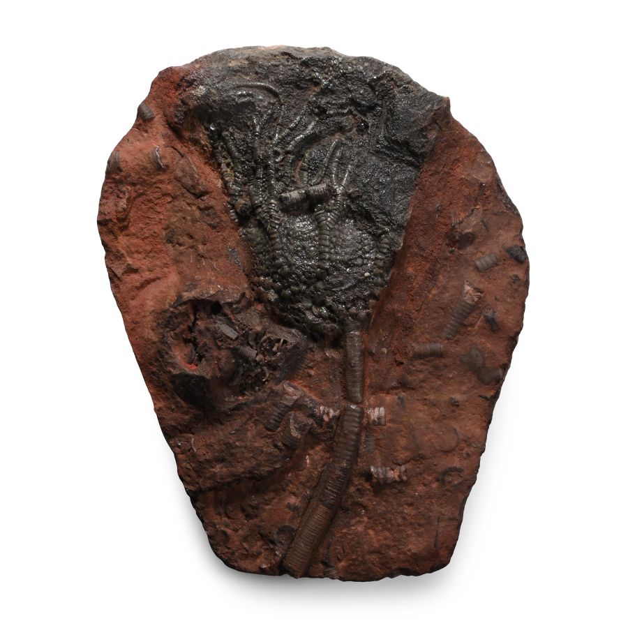 Fossil Crinoid Plate
