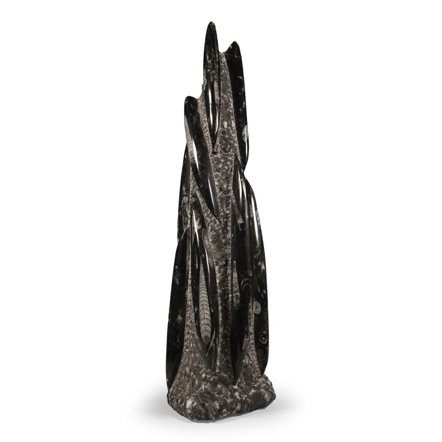Polished Fossil Orthoceras Column