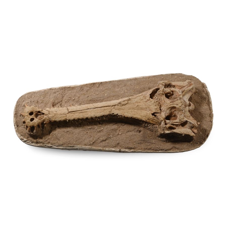Fossil Extinct Crocodile Skull