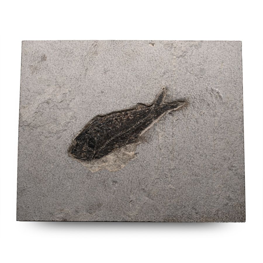 Diplomystus Fossil Fish in Matrix