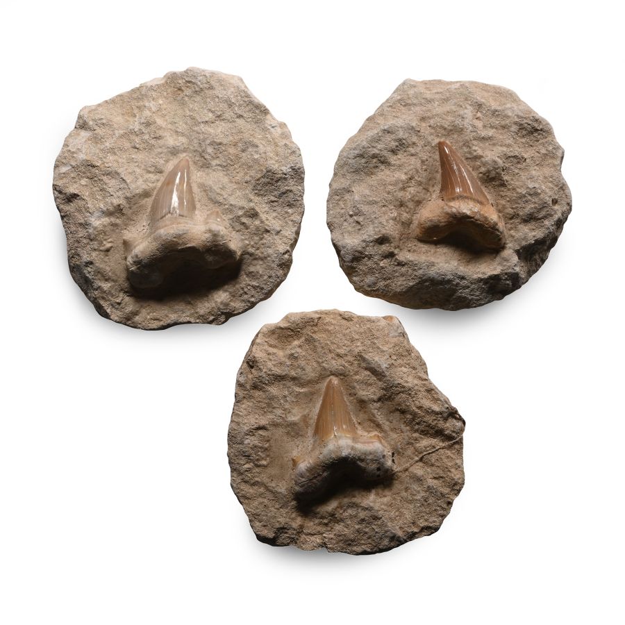 Fossil Otodus Shark's Teeth on Rock
