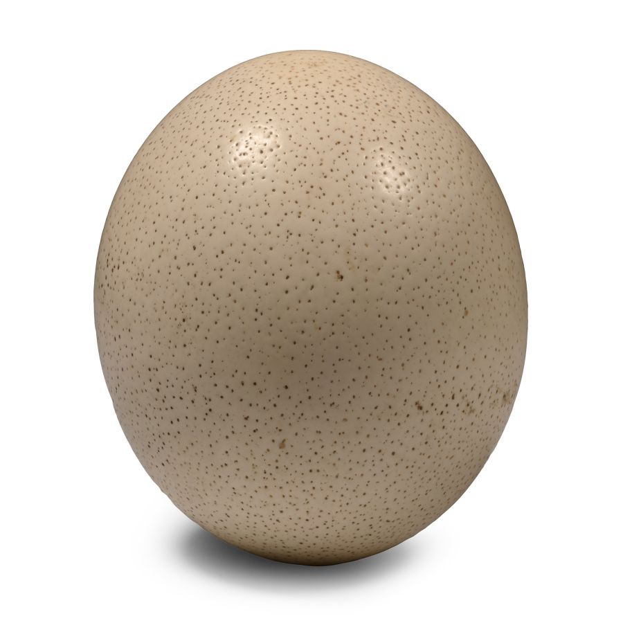 Blown Ostrich Egg for Display