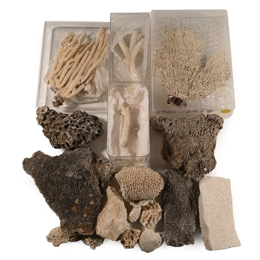 Fossil Coral Head Collection