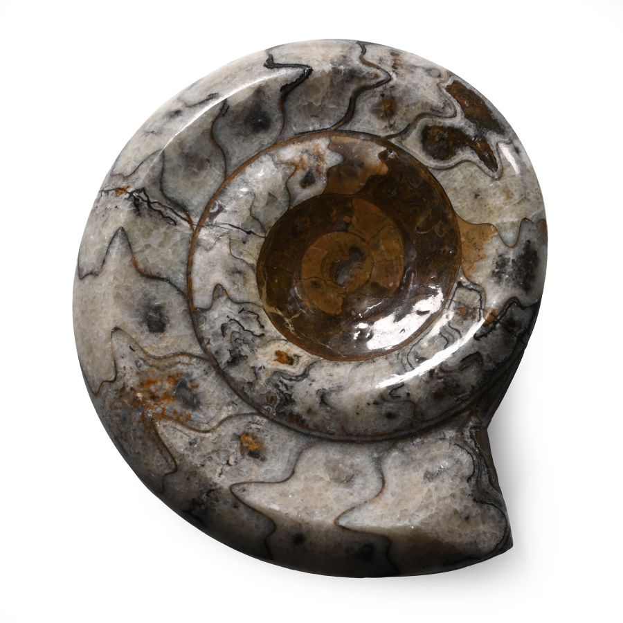 Polished Fossil Scunthorpe Ammonite