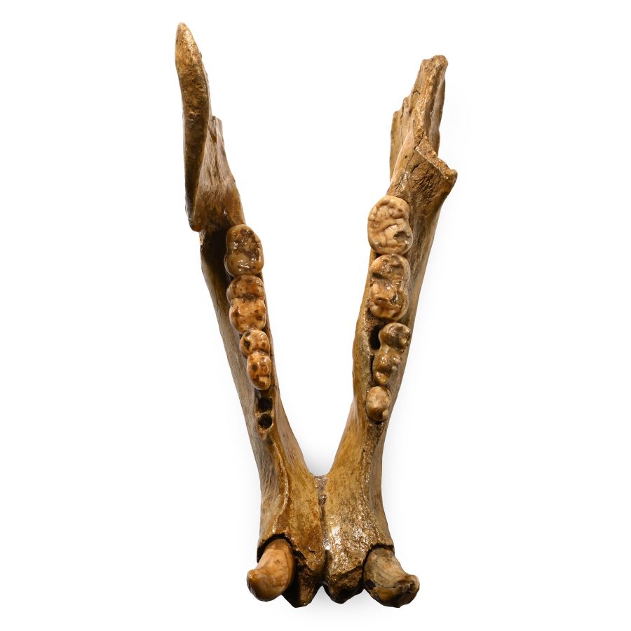 Extinct Cave Bear Lower Jaw