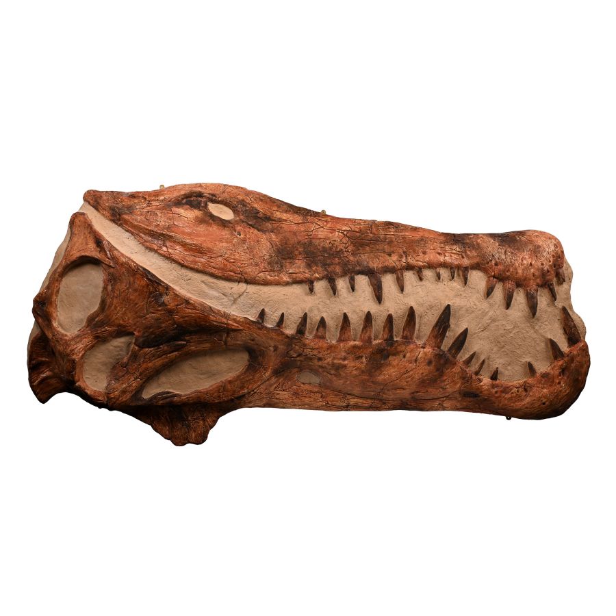 Life-Size Adult Spinosaurus Dinosaur Skull Replica