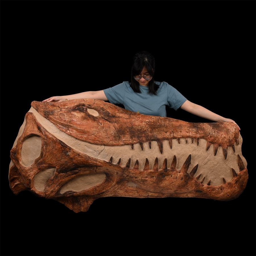 Life-Size Adult Spinosaurus Dinosaur Skull Replica