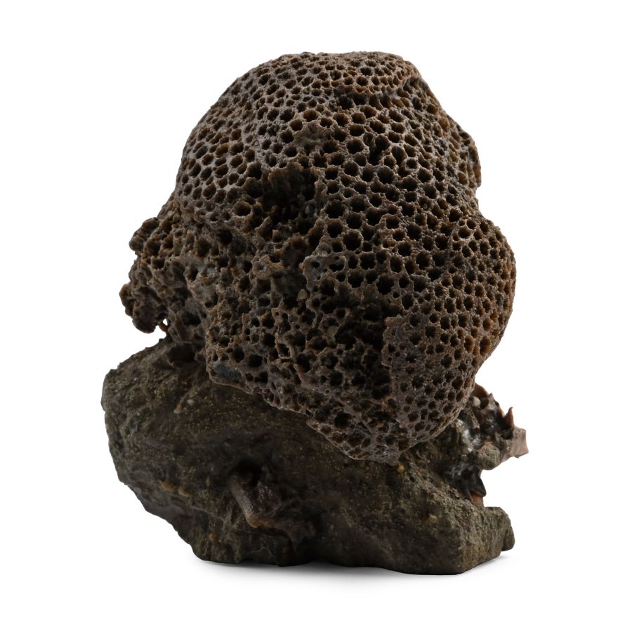 Isle of Wight Fossil Coral Specimen with Brachiopod and Worm Tubes