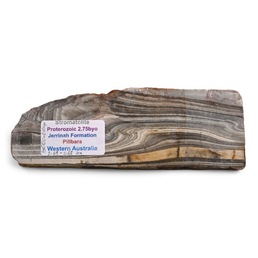 Western Australian Polished Jerrinah Formation Stromatolite Section