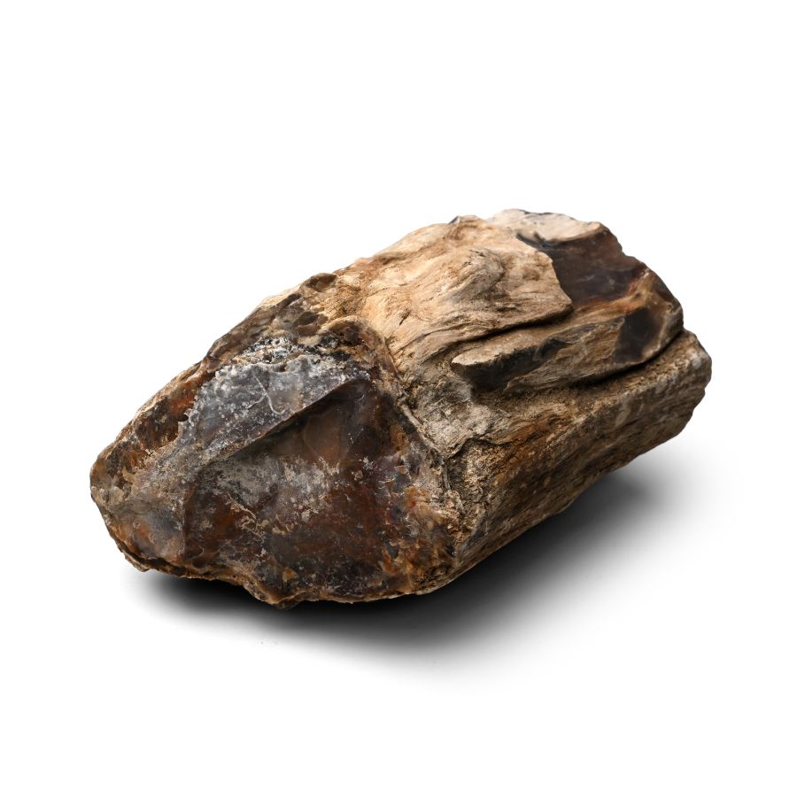 Large Petrified Wood Fossil Specimen