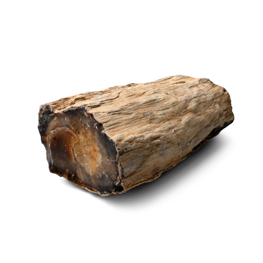 Large Petrified Fossil Tree Trunk Specimen