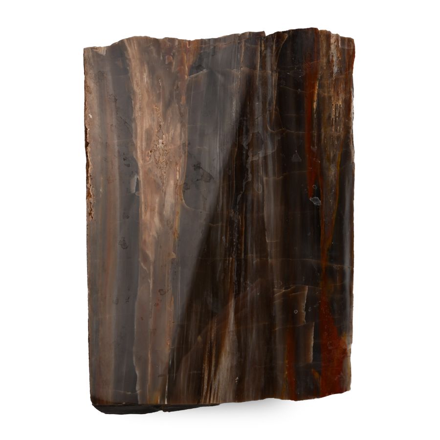 Large Cut and polished Petrified Fossil Tree Trunk Specimen