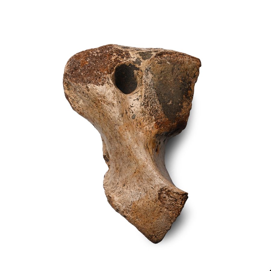 Fossil Woolly Mammoth Bone