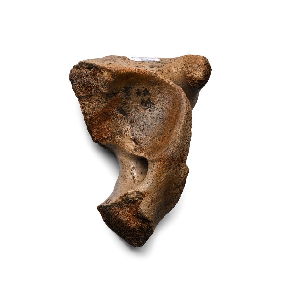 Fossil Woolly Mammoth Bone