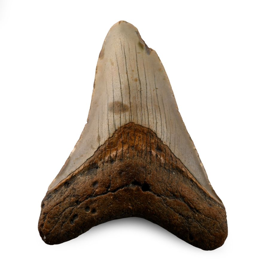 Megalodon Extinct Giant Shark's Tooth