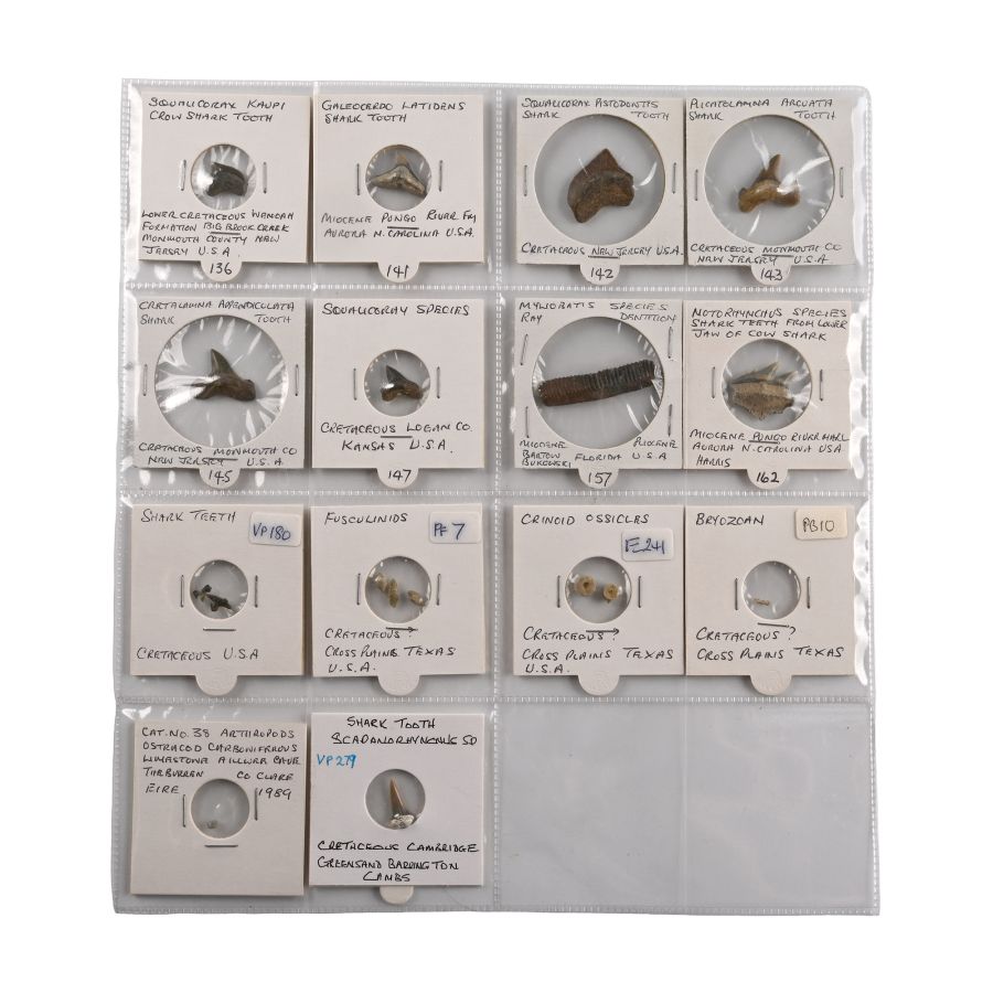 North American and Other Fossil Collection