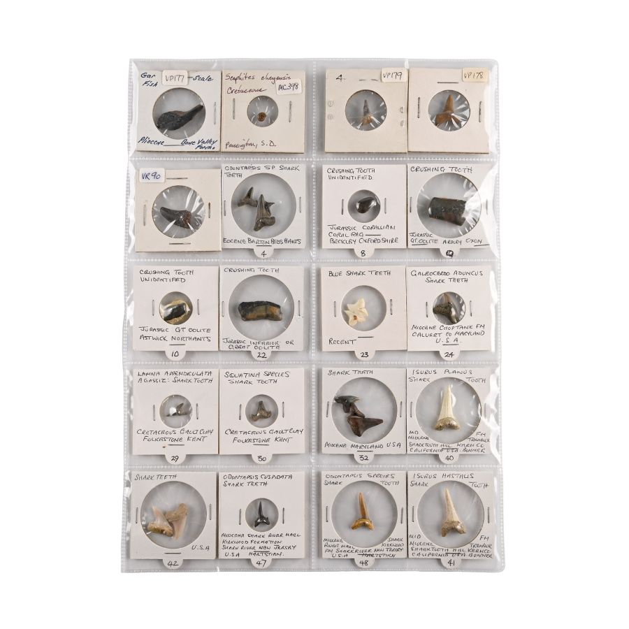 North American and Other Fossil Collection