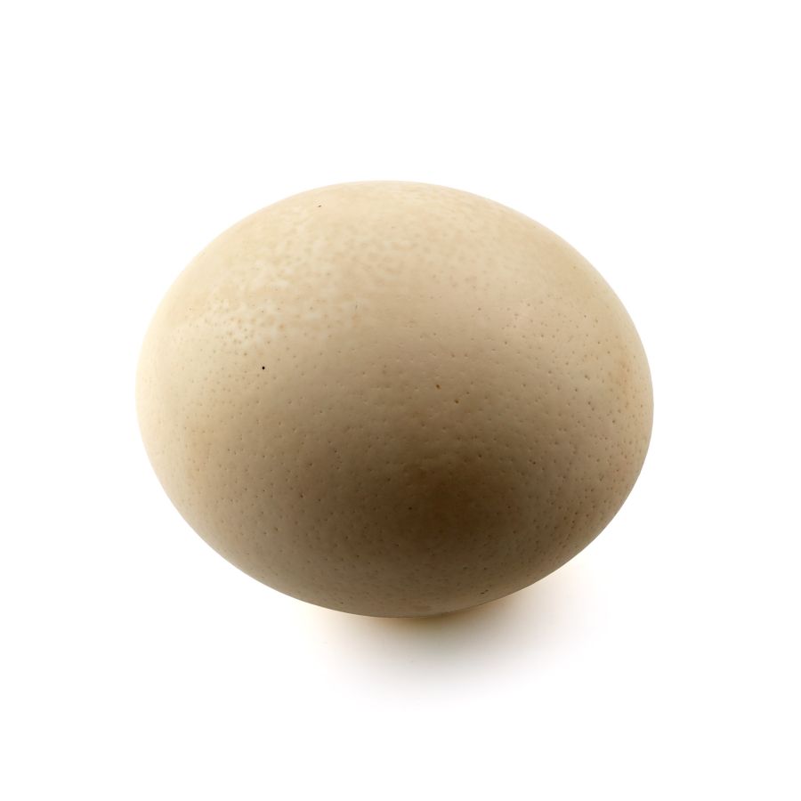 Blown Ostrich Egg for Display