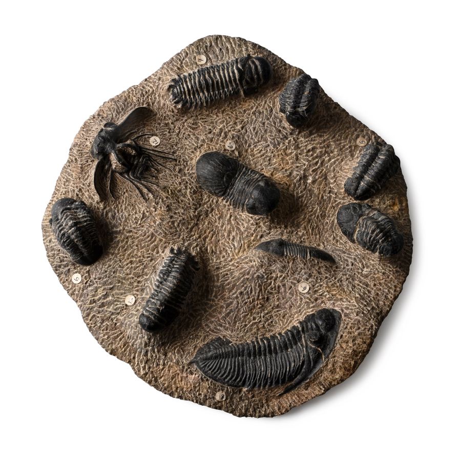 Large Fossil Trilobite Group in Matrix