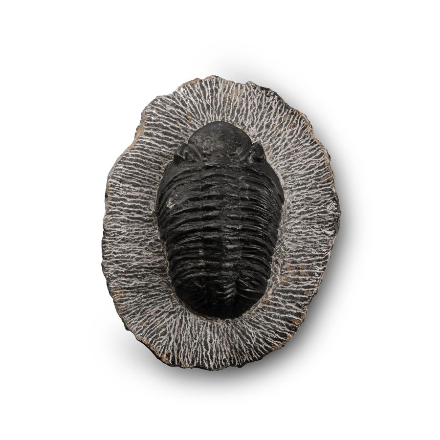 Large Fossil Trilobite in Matrix