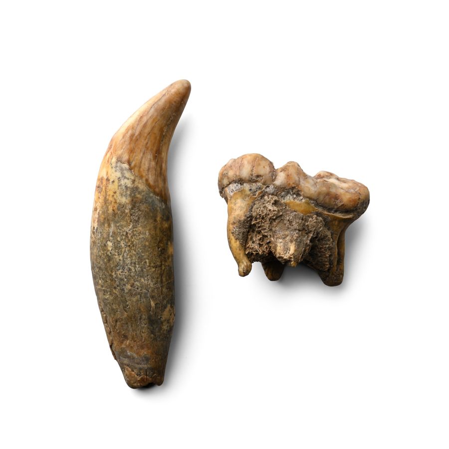 Fossil Ursus Spelaeus Canine and Molar Tooth Group