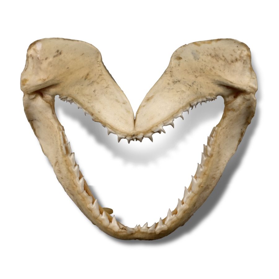 Shark's Jaw in Card Tray