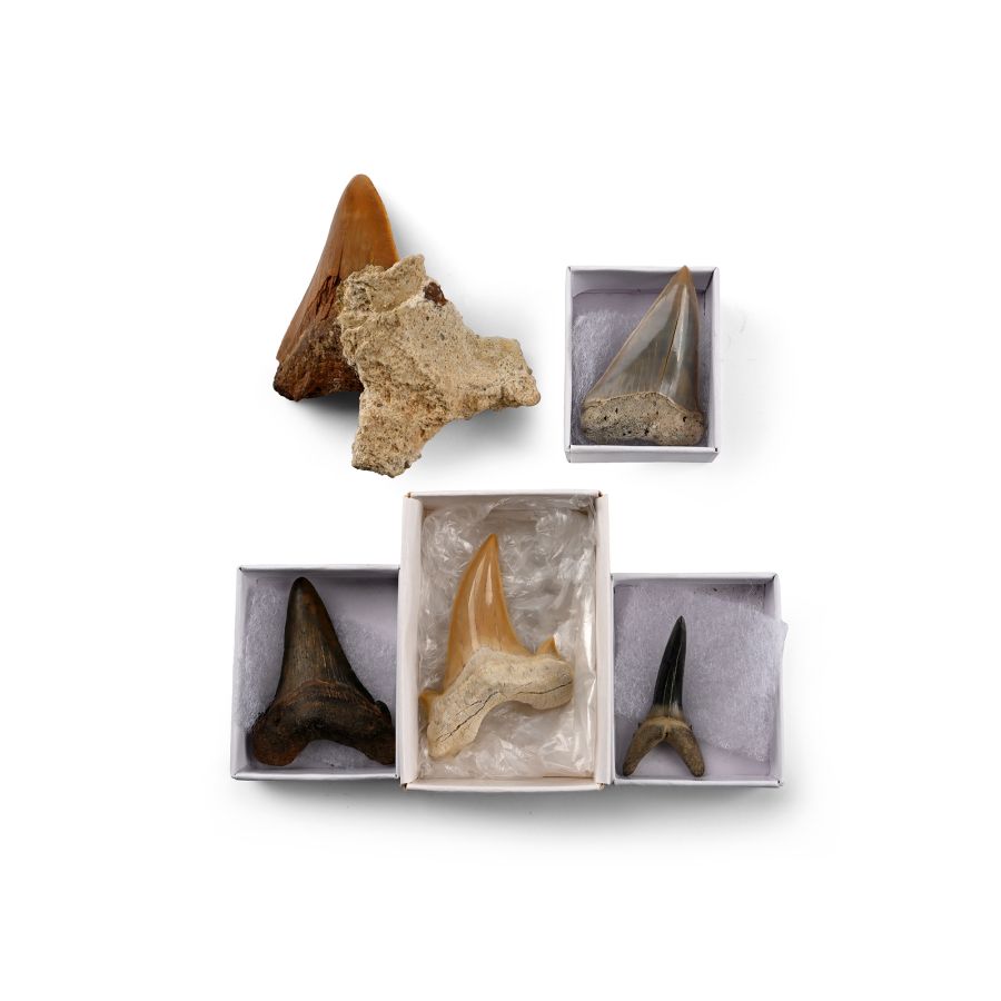 Extinct Shark's Tooth Collection