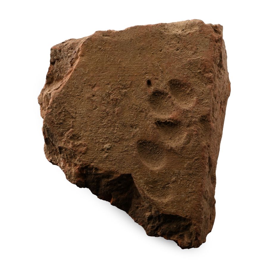 Roman Roof Tile with Dog Paw Print