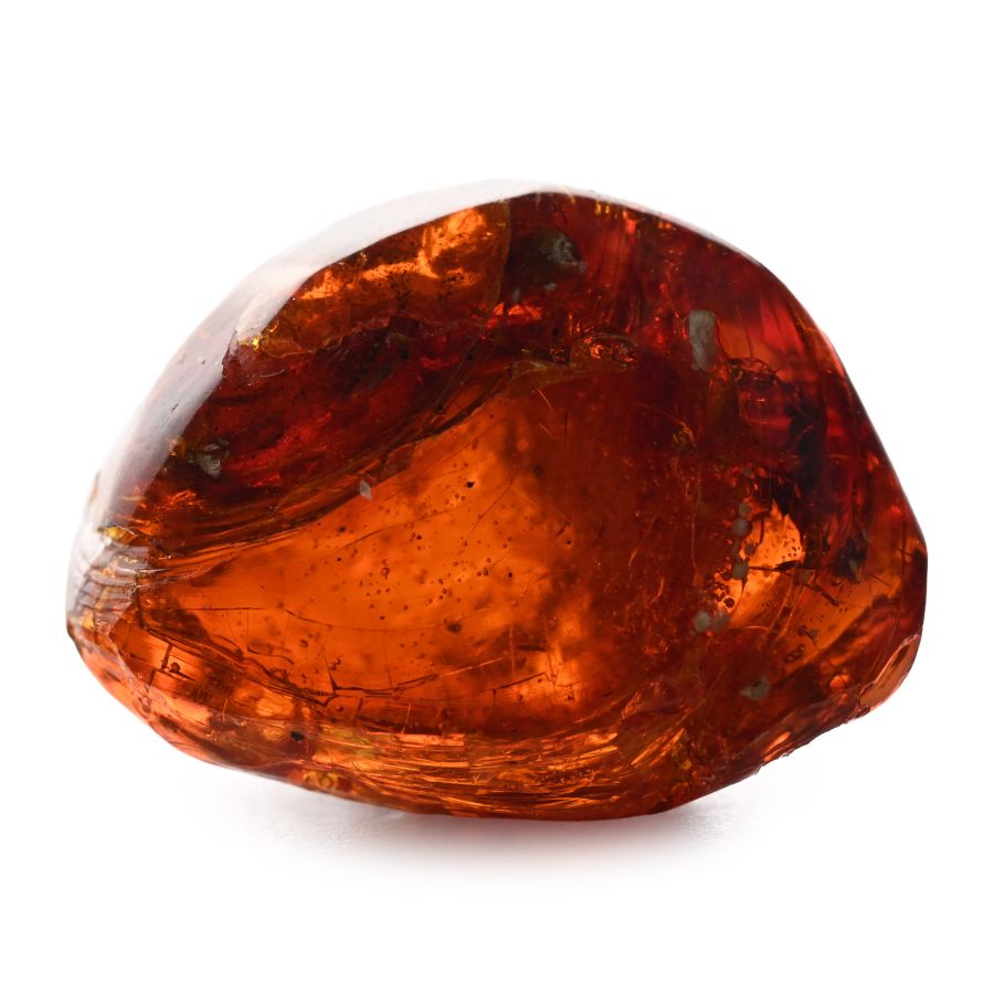 Fly in Polished Amber