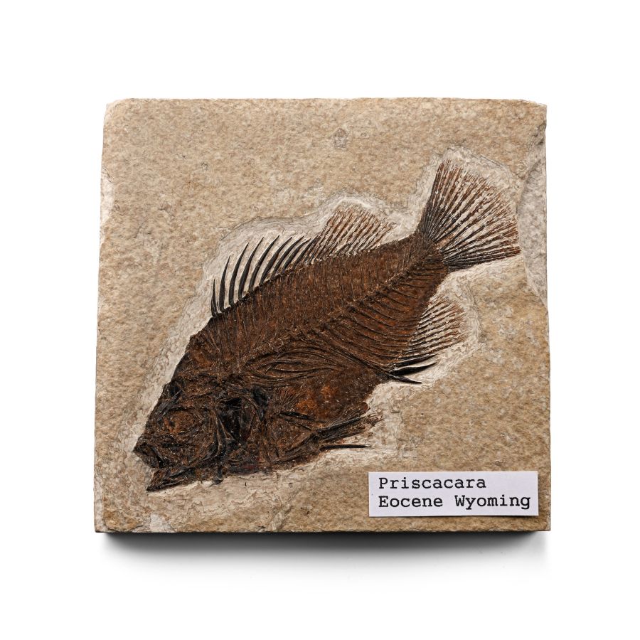 Fossil Priscacara Fish in Matrix