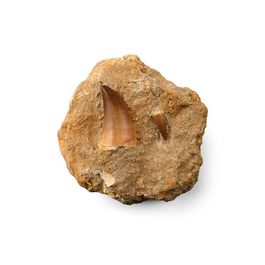 Fossil Mosasaur 'Marine Dinosaur' Teeth in Matrix