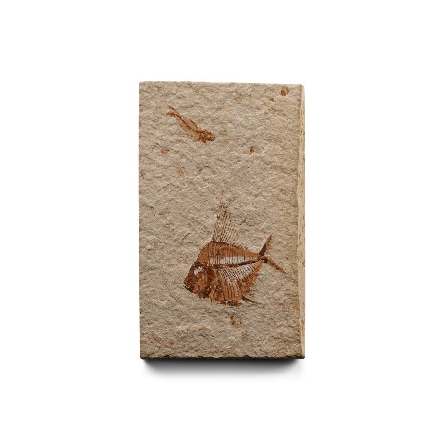Fossil Velifer Fish in Matrix