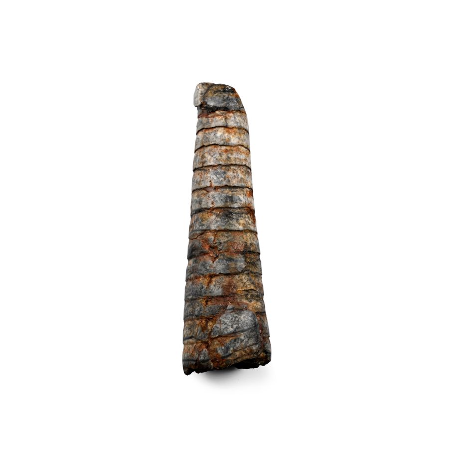 Fossil Orthoceras Nautilus