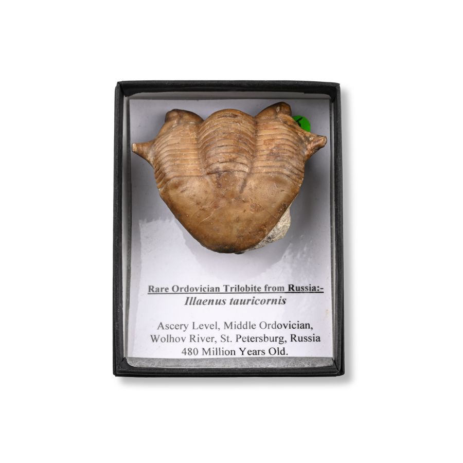 Fossil Illaenus Tauricornis Trilobite