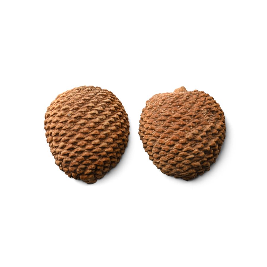 Cut and Polished Fossil Auricaria Pinecone