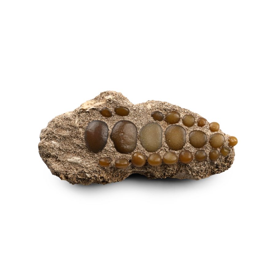 Fossil Fish Palate in Matrix
