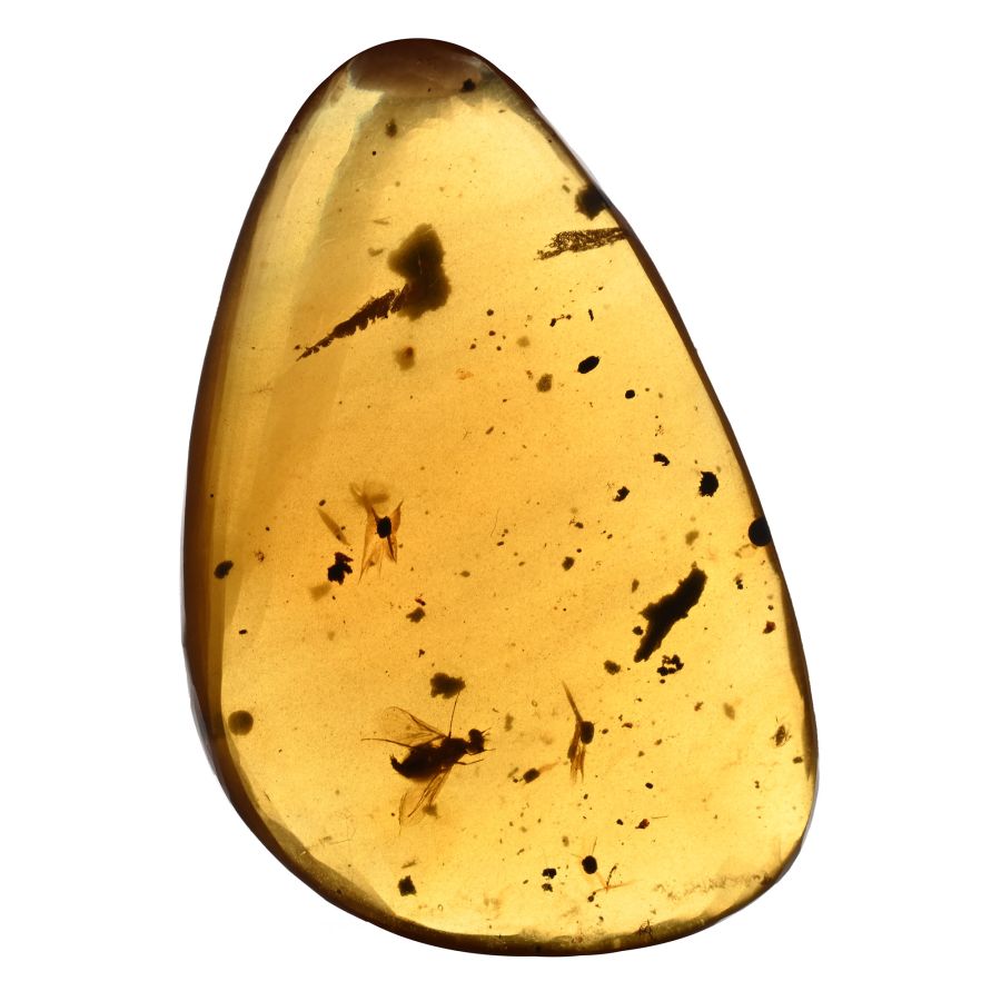 Fly and Other Inclusions in Polished Amber