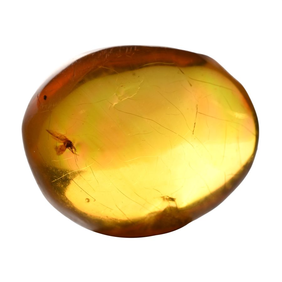 Fly and Other Inclusions in Polished Amber