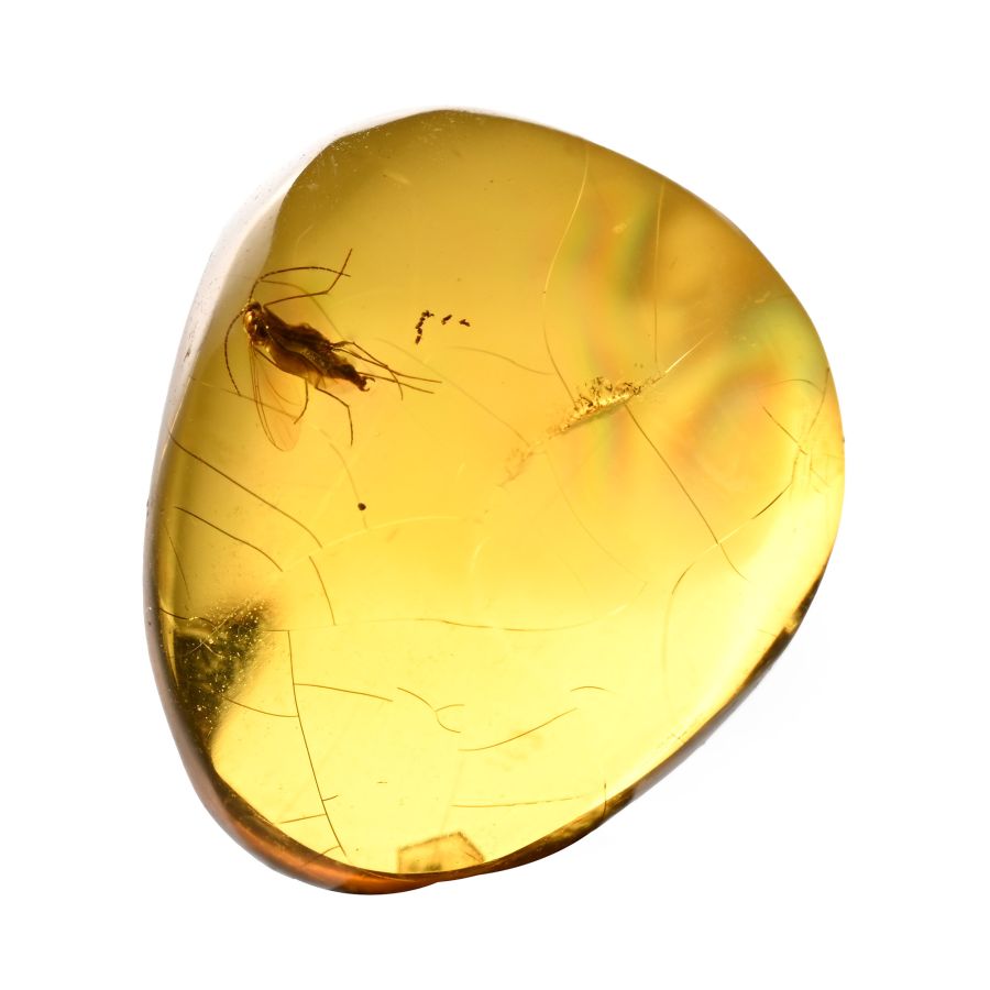 Fly Inclusion in Polished Amber