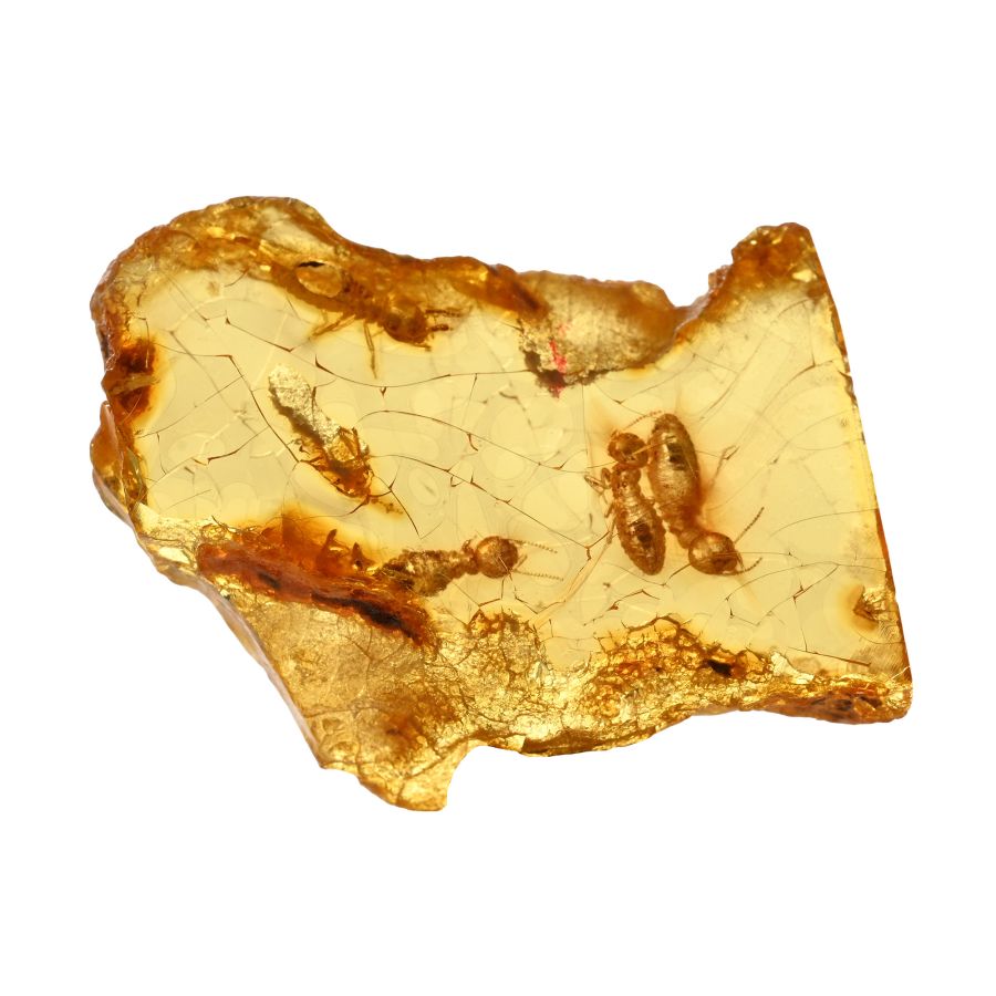 Termites in Polished Amber