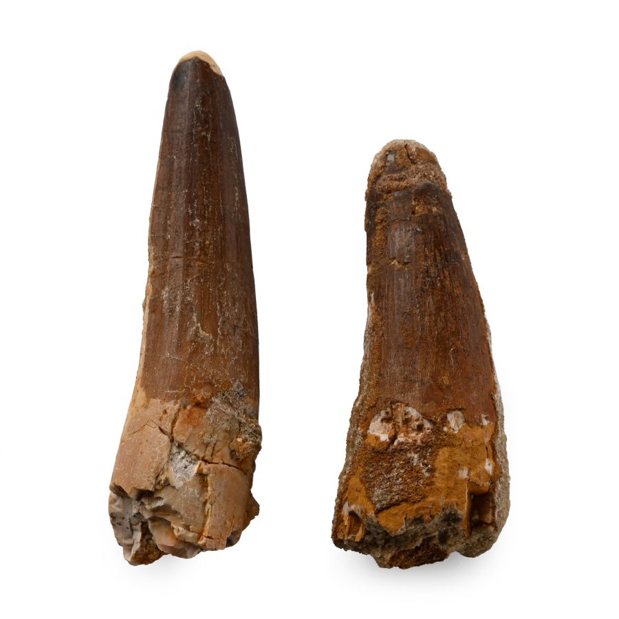Spinosaurus Fossil Dinosaur Tooth Group