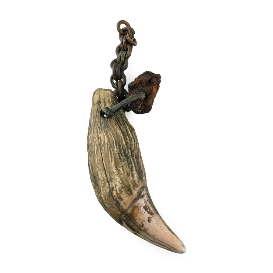 Viking Age Bear's Tooth Pendant with Bronze Fittings