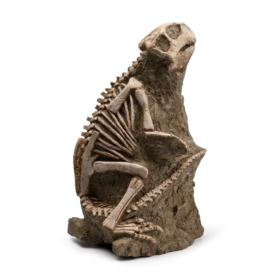 Psittacosaurus Fossil Dinosaur Skeleton