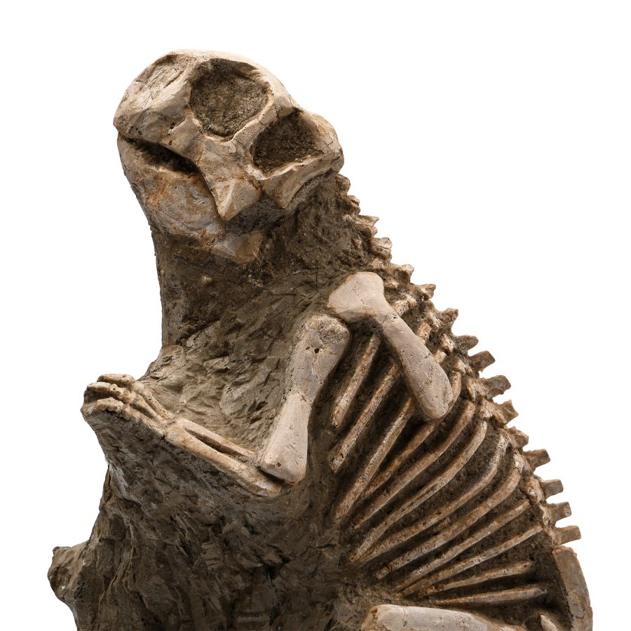 Psittacosaurus Fossil Dinosaur Skeleton