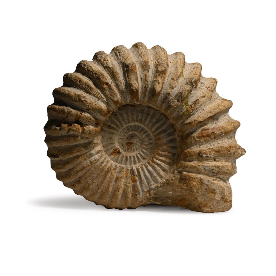 Large Fossil Agadir Ammonite