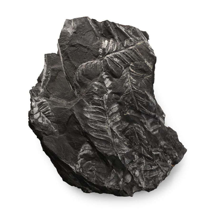 Fossil Fern Leaves