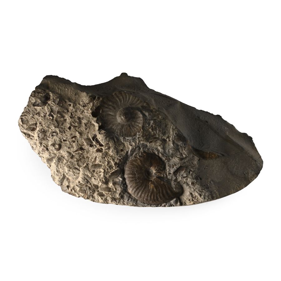 Fossil Eleganticeras Elegantulum Ammonite